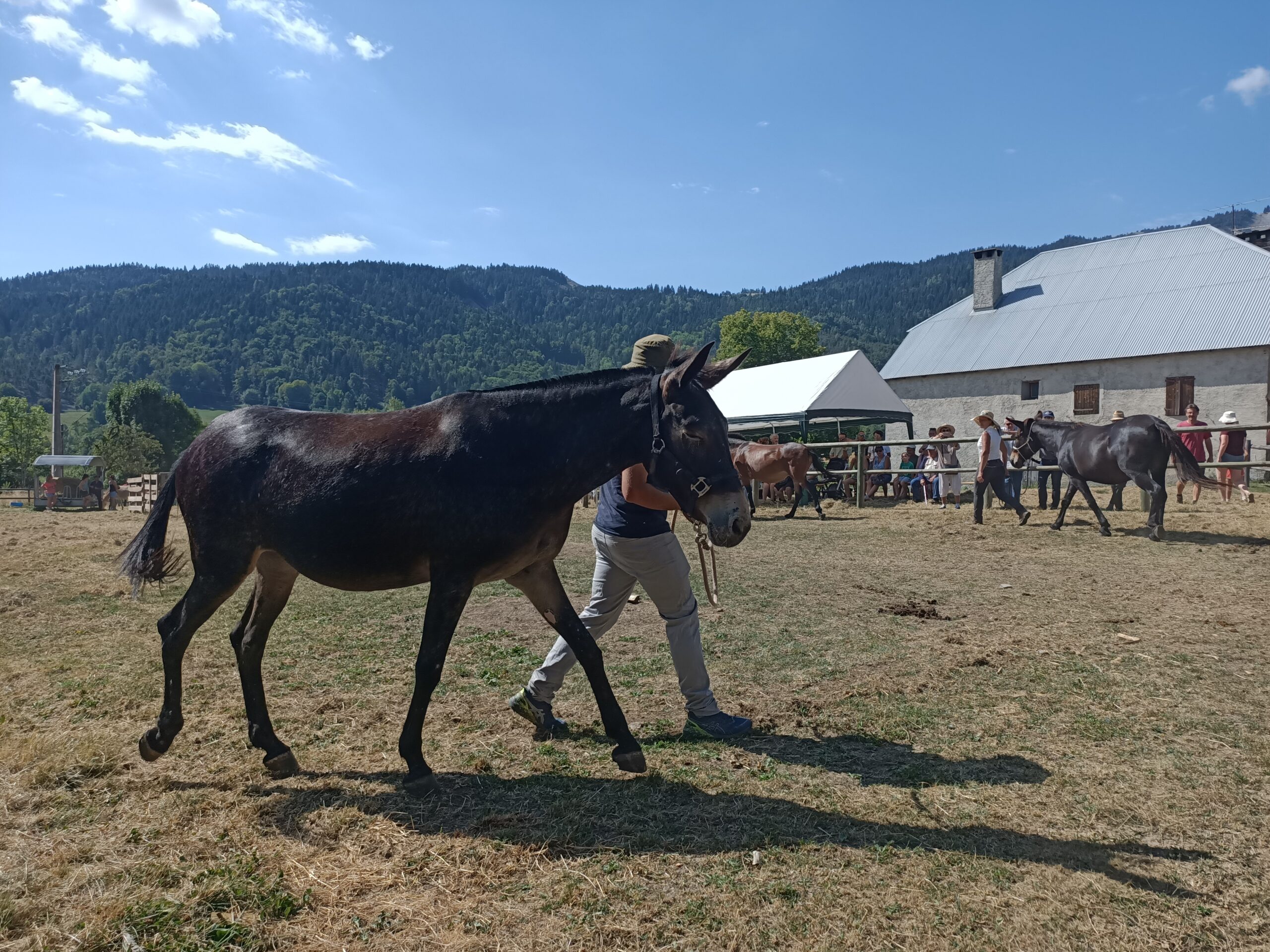 Petit tour à la  101ème Fête de la Mule de Seynes-les-Alpes