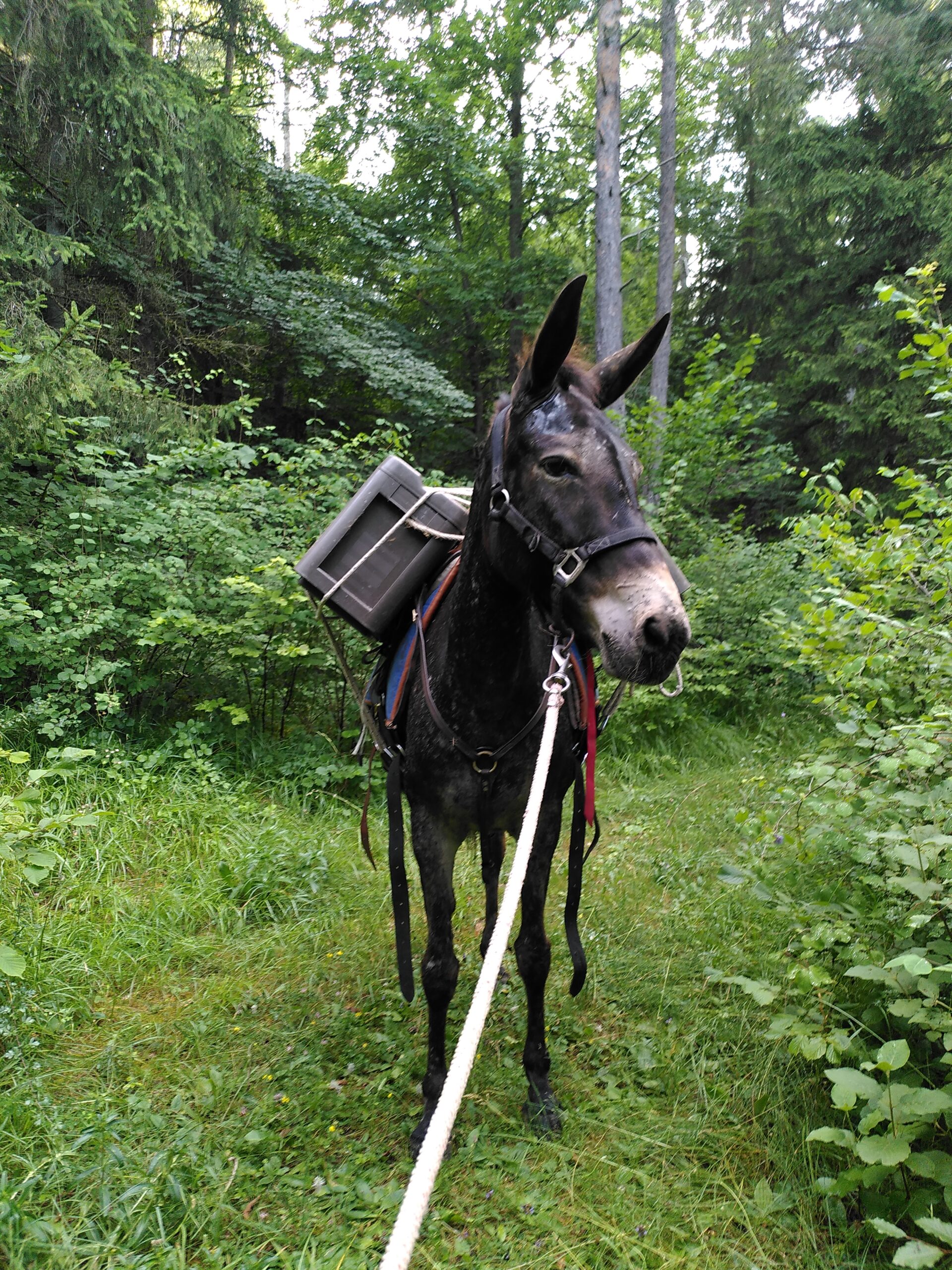 Randormillouse 2025 : une mule, un fort et un apéro en altitude