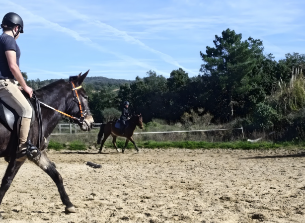 Stage de TREC à La londe : retour d’expérience et axes de travail